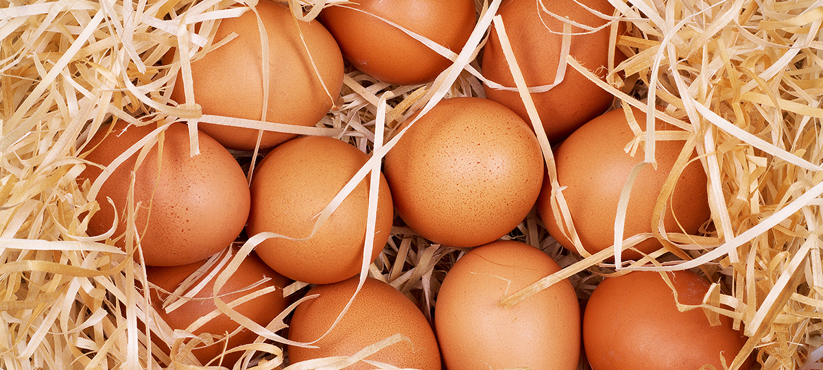 Huevos frescos