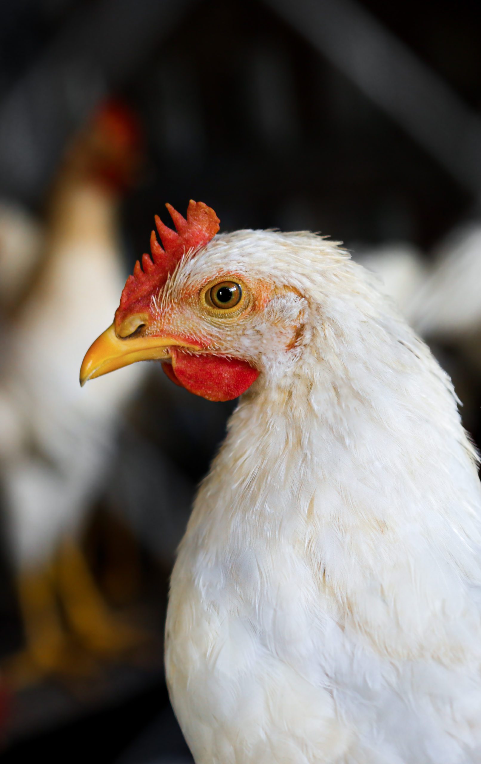compromiso europeo pollo uvesco
