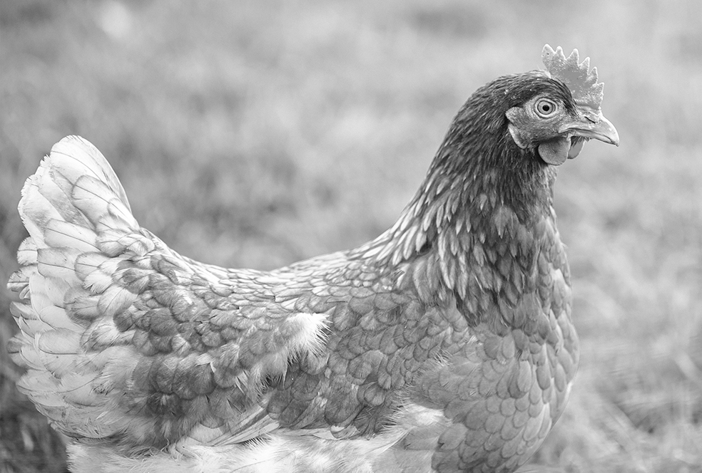 pollo_compromiso_bienestar José Ramón Fernández de Barrena Bermejo
